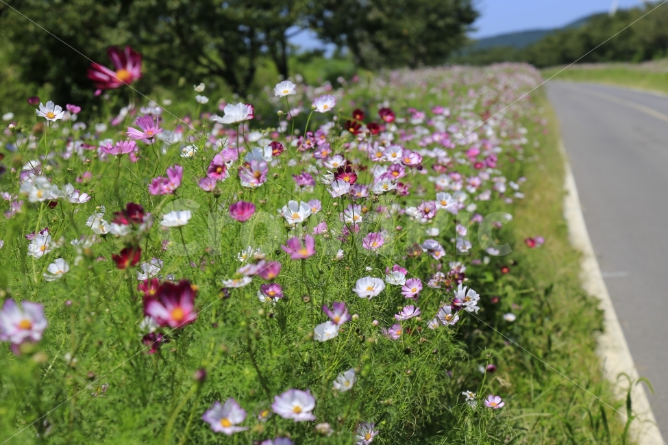 제주도,녹산로,코스모스,풍경,꽃,가을,계절,fall,autumn,season,식물,자연,plants,nature,꽃,flower,outdoors,옥외,grassland,목초지,field,들,farm,농장,rural,농촌