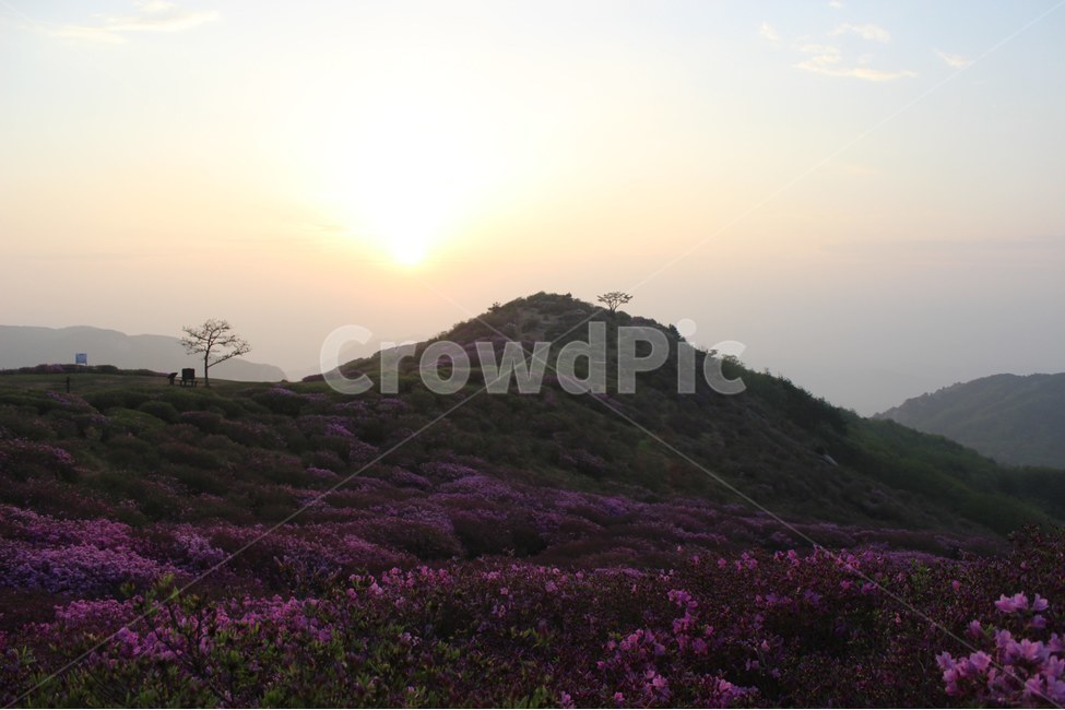 경치,자연,풍경,하늘,나무,봄,계절,spring,season,자연,풍경,nature,landscape,한국자연풍경,한국자연경관,korea nature landscape,outdoors,옥외,slope,경사,grassland,목초지,field,들