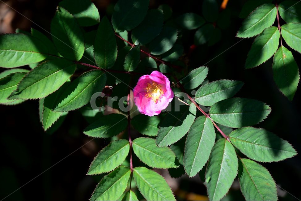 인가목,야생화,꽃,식물,자연,생태,플라워,flower,plants,nature,식물,자연,plants,nature,꽃,flower