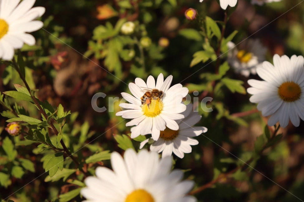 들국화,꽃,꿀벌,벌,honeybee,bee,camomile,캐모마일,화분,들꽃,식물,자연,plants,nature,꽃,flower,동물,animal,곤충,벌레,insect,bug
