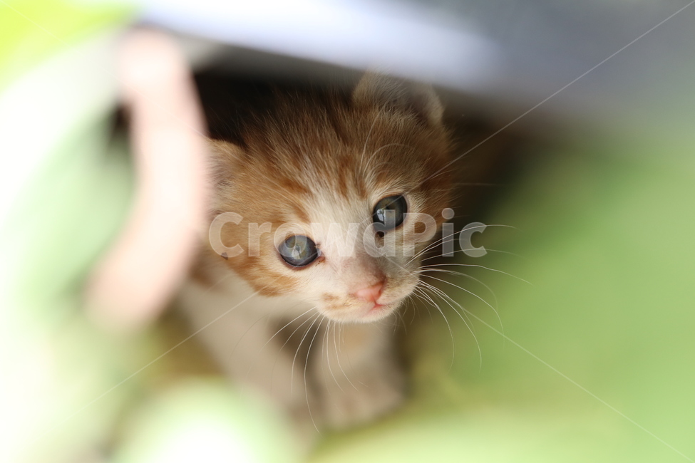 고양이,고양이사진,애완동물,반려동물,동물,동물사진,애완동물사진,반려동물사진,아기고양이,동물,animal,포유류,mammal,고양이,cat,kitten,kitty