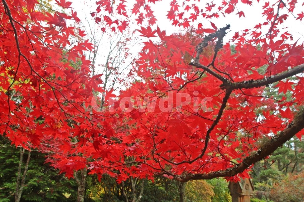 블루마운틴,블루마운틴단풍,가을,단풍,maple,가을,계절,fall,autumn,season,식물,자연,plants,nature,나무,trees,wood,leaf,잎,plant,tree