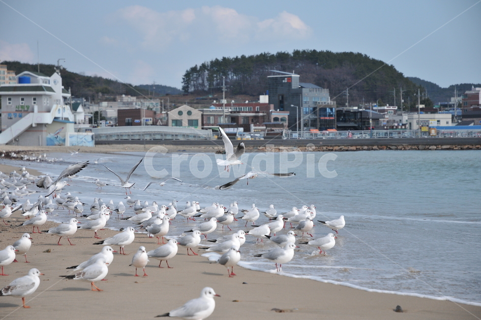 바닷가,갈매기,백사장,해수욕장,새,조류,동물,바다,파도,해변,동물,animal,조류,새,birds