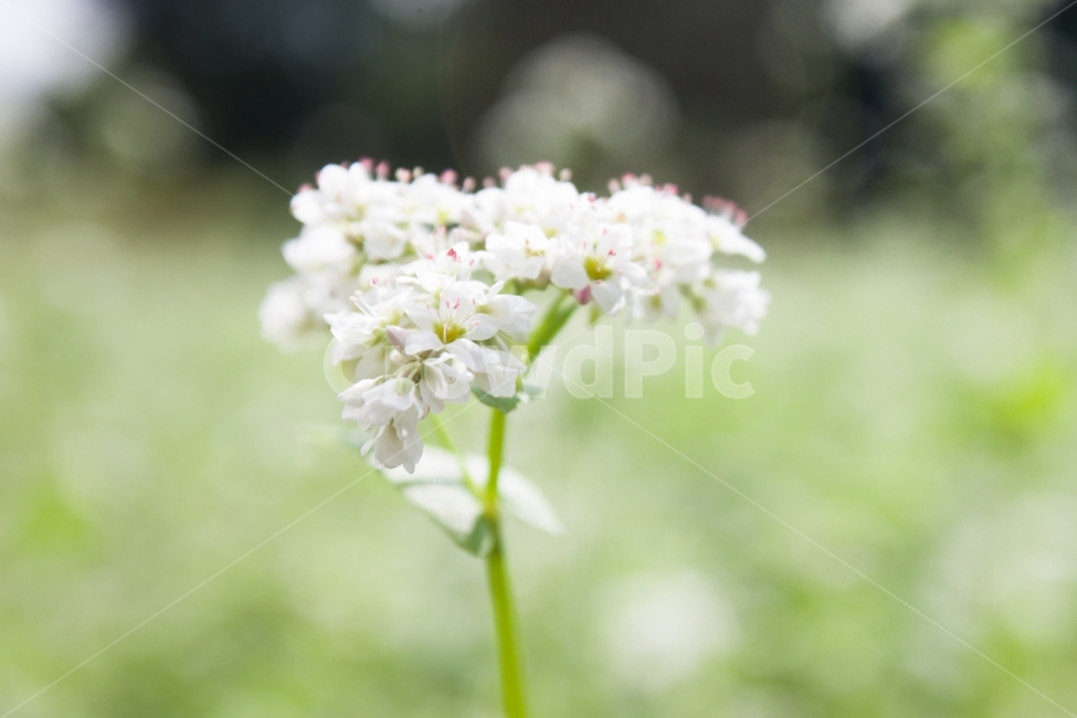 메밀,메밀꽃,메밀밭,꽃밭,꽃,flower,buckwheatflower,식물,자연,plants,nature,꽃,flower,감성,sensible,feeling