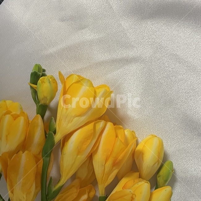 꽃,노랑꽃,감성,프리지어,봄,꽃,flower