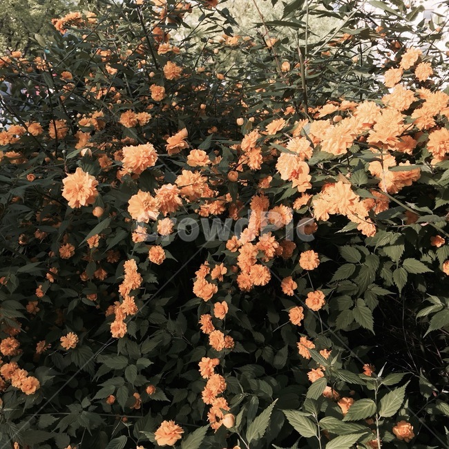 꽃,자연,flower,nature,orange,식물,자연,plants,nature,꽃,flower