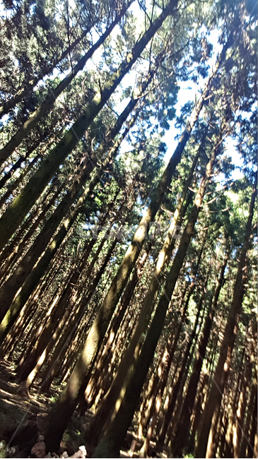 숲,나무,tree,자연,옥외,식물,plant