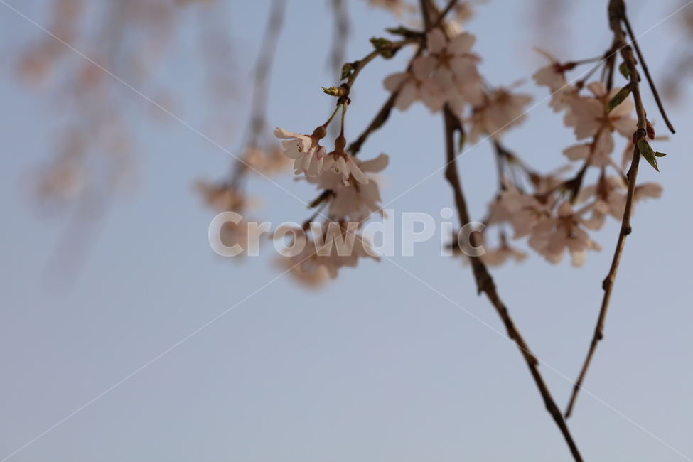 꽃,벚꽃,나무,하늘,봄,풍경,배경,자연,꽃망울,새싹,핑크,분홍,korea,flower,nature,봄,계절,spring,season,식물,자연,plants,nature,꽃,flower,plant,blossom