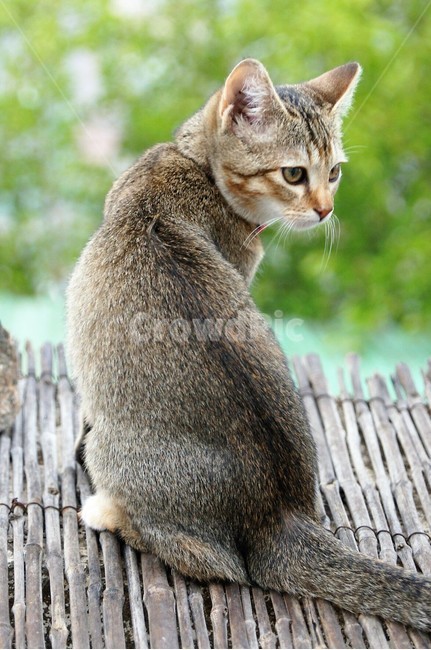 고양이,야옹이,야옹야옹,애완동물,동물,자연,nature,animal,초록,green,동물,animal,포유류,mammal,고양이,cat,kitten,kitty