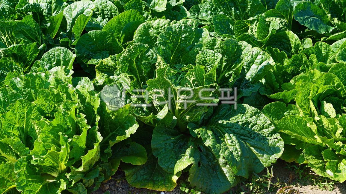 배추, 배추밭, 야채, 채소, cabbage, 사진,이미지,일러스트,캘리그라피 - BUSAN OPPA작가