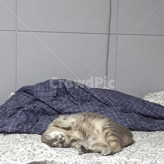 고양이,집고양이,반려묘,반려동물,귀여움,cat,cute,pet