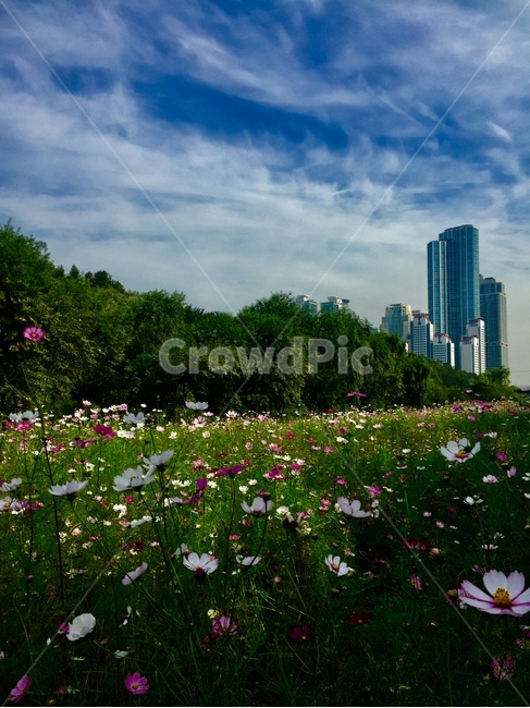 nature,자연,outdoors,옥외,field,목초지,들
