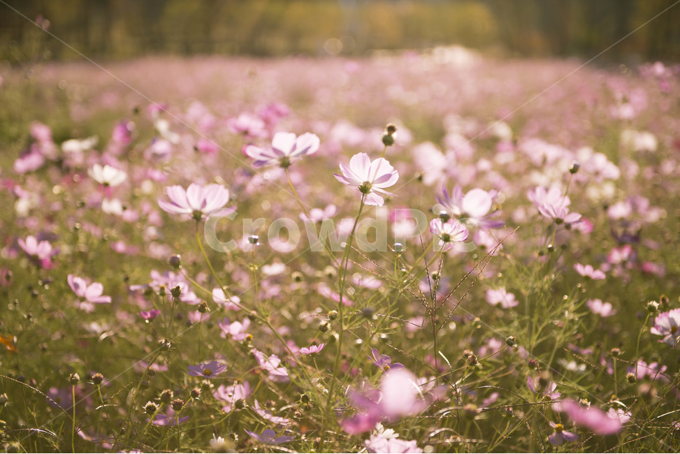 코스모스,가을꽃,코스모스꽃잎,분홍꽃,꽃잎,식물,자연,plants,nature,꽃,flower