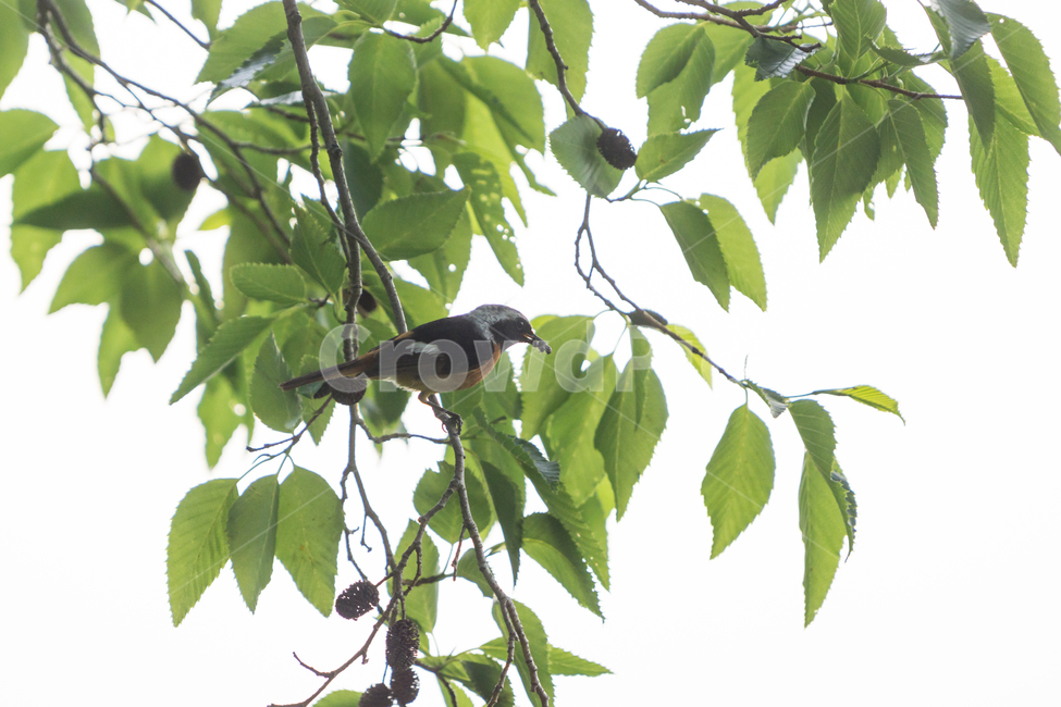 bird,새,탐조,조류,텃새,철새,동물,animal,조류,새,birds