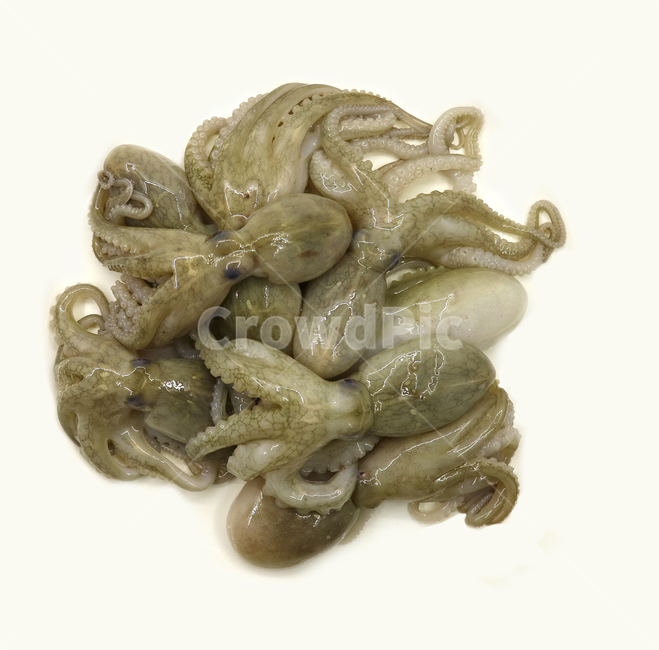 주꾸미,쭈꾸미,문어,낙지,해산물,음식,식품,식재료,요리재료,음식재료,요리,싱싱한,신선한,해물,오브젝트,누끼,동물,animal,수산물,해산물,fishery products,seafood