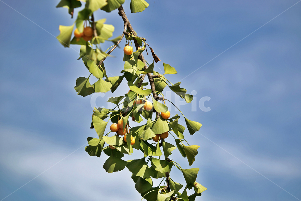 은행나무,은행,가을,결실,행자목,교목,가로수,식물,자연,plants,nature