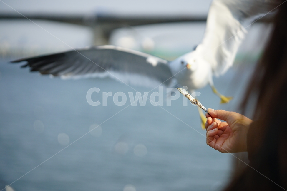 갈매기,새,순간포착,동물,bird,비행,동물,animal,조류,새,birds