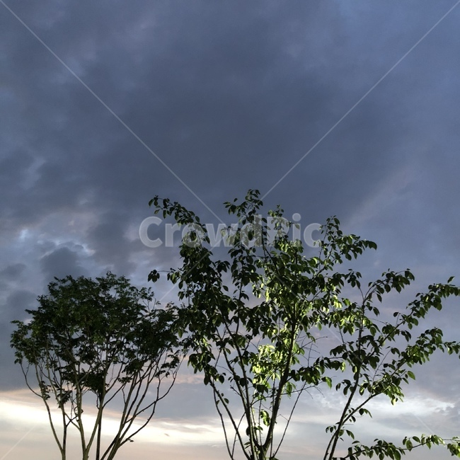 하늘,저녁,구름,나무,풍경,감성,식물,자연,plants,nature,나무,trees,wood