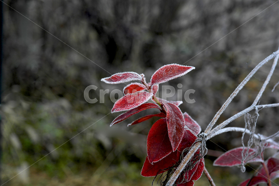 상고대,단풍잎상고대,붉은단풍,서리,나풍나무,겨울,계절,winter,season
