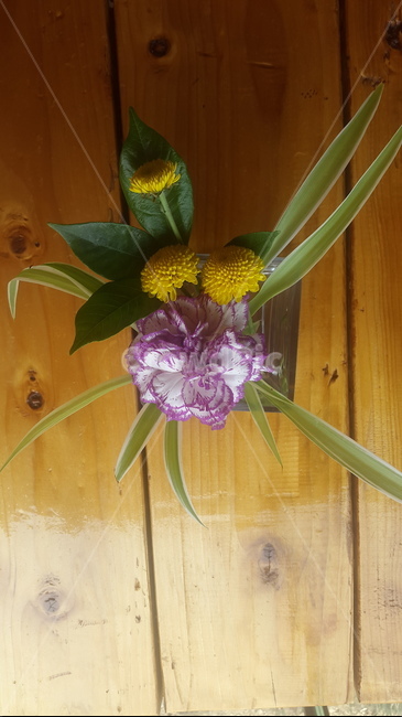 꽃,예쁜꽃,작은꽃,위에서찍은꽃,보라색꽃,실내용화초,화분,화초,house plant