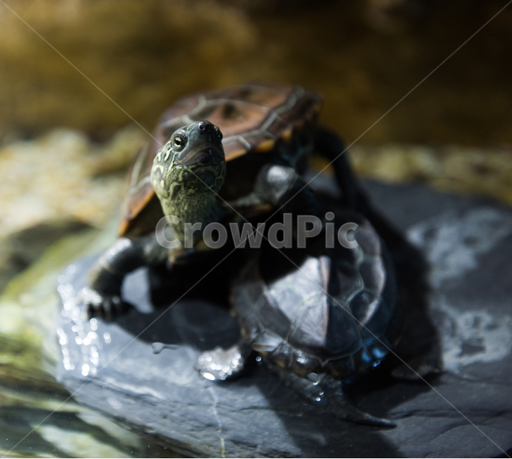 남생이,거북이,담수,수족관,아쿠아리움,동물,animal,파충류,양서류,reptile,amphibian