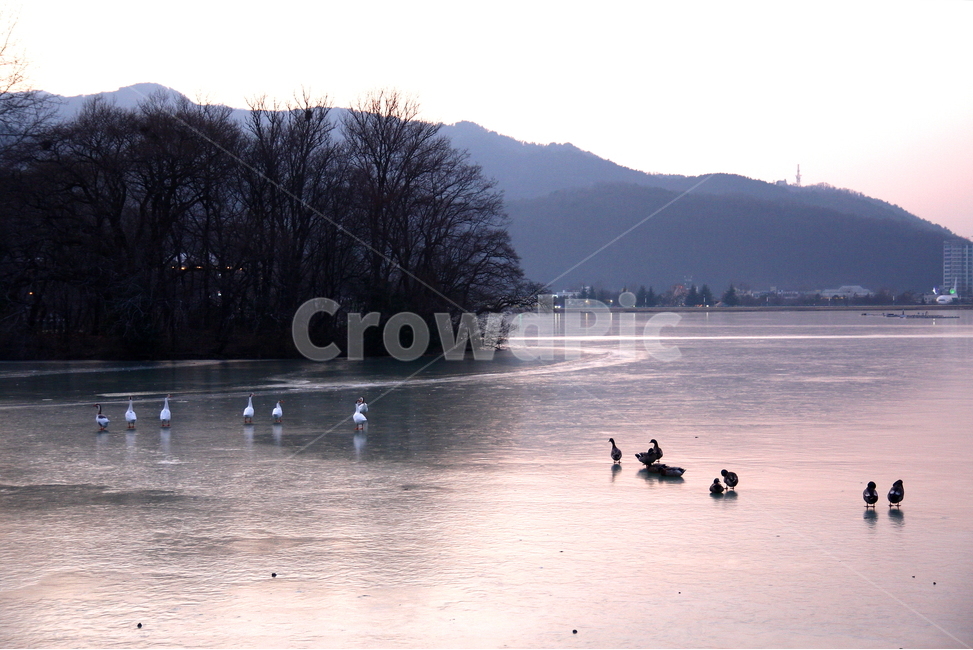 겨울,풍경,철새,노을,호수,연못,겨울,계절,winter,season,자연,풍경,nature,landscape,동물,animal,조류,새,birds
