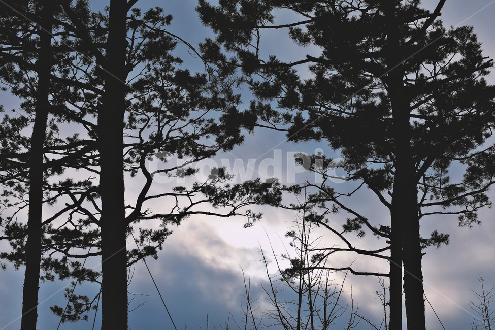 나무,그림자,실루엣,구름,하늘,tree,shadow,silhouette,자연,풍경,nature,landscape,식물,plants,나무,trees,wood,실루엣,그림자,silhouette,shadow,plant,tree trunk,나무 줄기