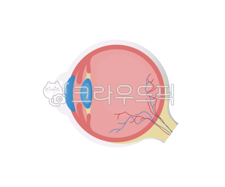 눈,동공,안구,구조,모양체,각막,홍채,수정체,공막,시신경,망막,시력,렌즈,vector,illustration,design,symbol,sign,collection,linear,set,outline,line,iconcolor,flat,icon