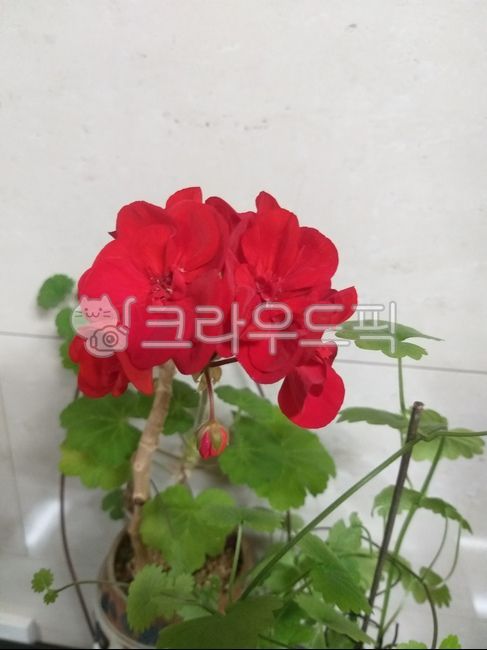 geranium,blossom,geranium flower,Randy geranium,vancouver geranium,flower,pot,rose geranium,plant,four Seasons