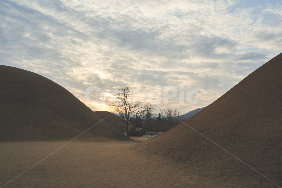 나무,릉,경주,길,무덤,grassland,목초지,outdoors,옥외,field,들