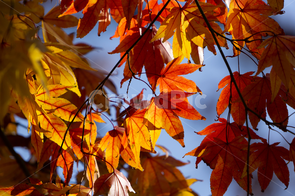 가을,단풍,낙엽,단풍잎,감성,풍경,자연,가을,계절,fall,autumn,season,plant,식물,leaf,잎,tree,나무,maple