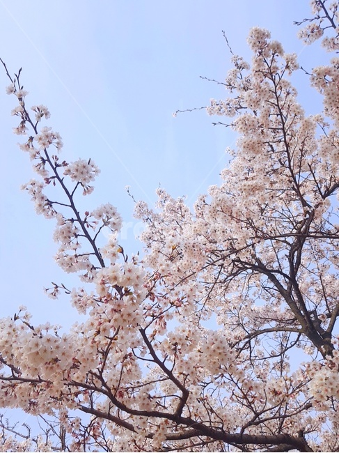 cherryblossom,벚꽃,꽃,봄,식물,자연,분홍색,나무,분홍,flower,nature,plant,pink,spring,tree