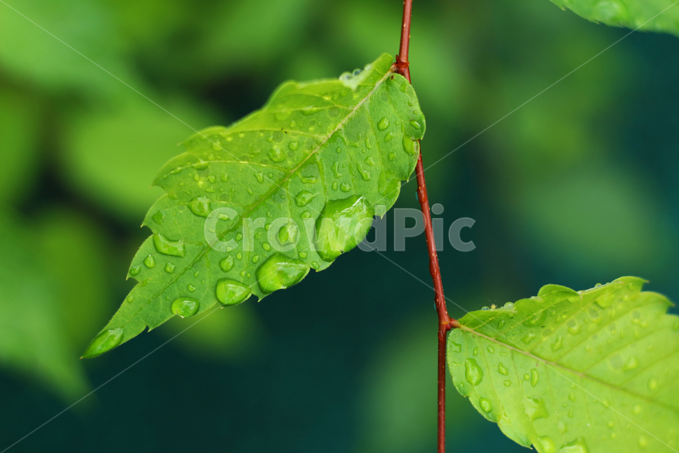 wetlesves,leaf,물방울,잎사귀,나뭇잎