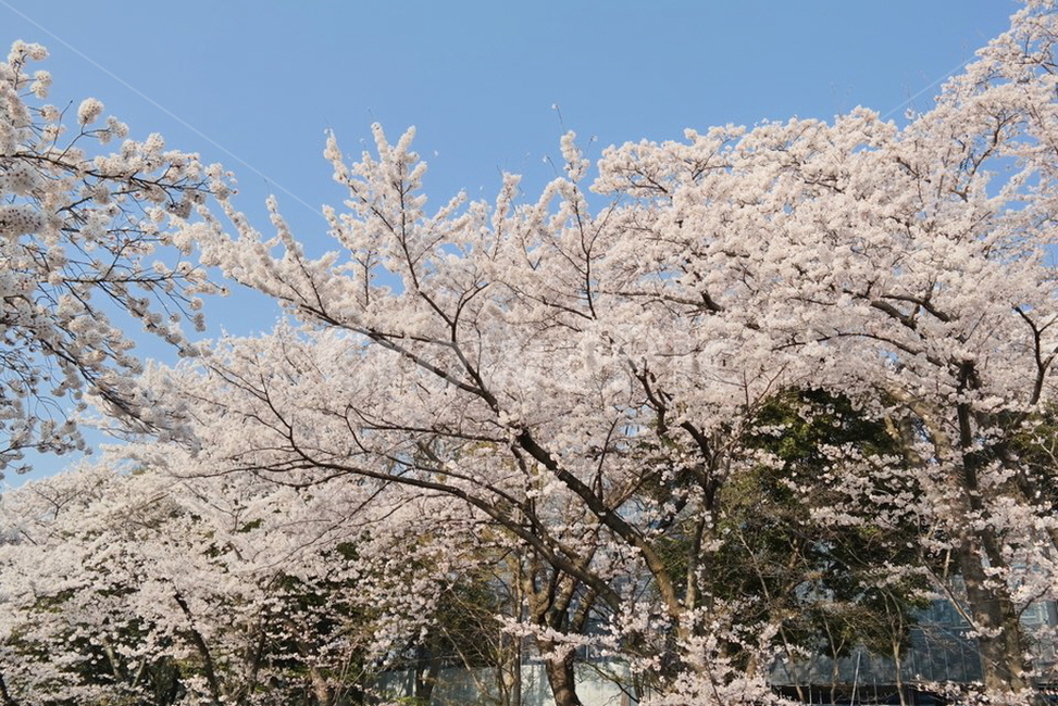 봄,벚꽃,3월,나무,가지,분홍색