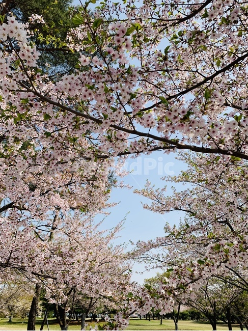 벚꽃,산책,파란하늘,나무,들판