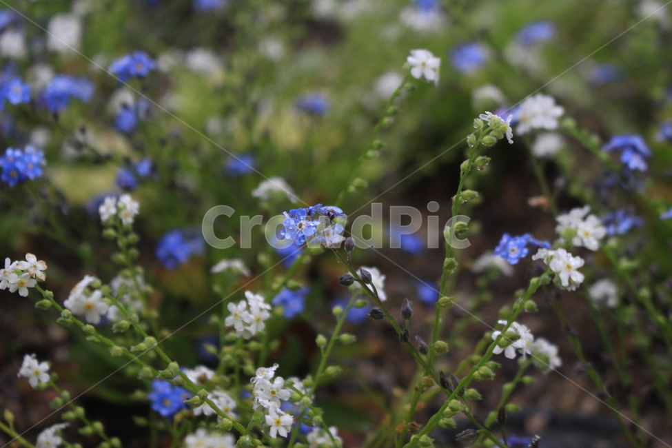 꽃,작은꽃,예쁨,자연,flower,plant,blossom,식물,자연,plants,nature,꽃,flower