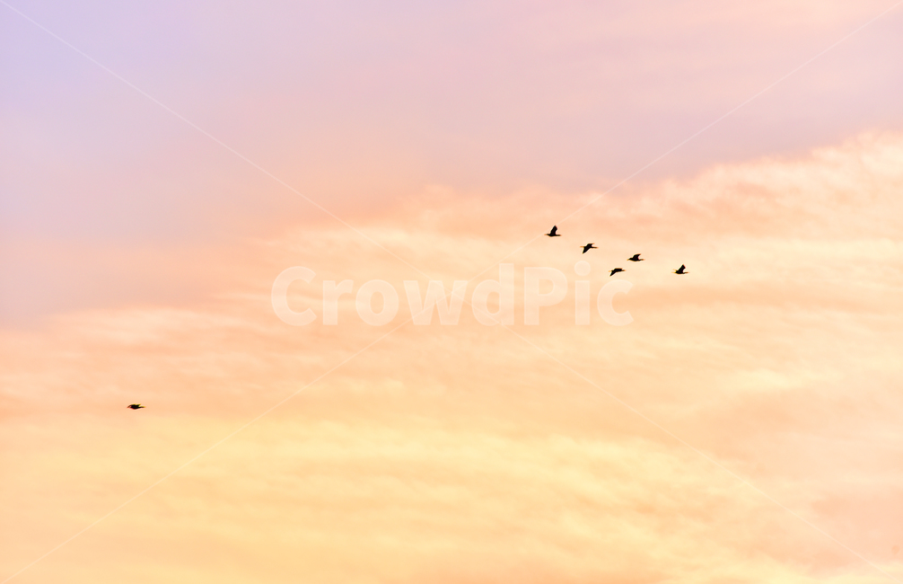 새,bird,나는,flying,동물,animal,석양,노을,황혼,일몰,해질녘,하늘,야외,공중,옥외,outdoor,색감,색상,철새,기러기,background,배경,바탕,백그라운드