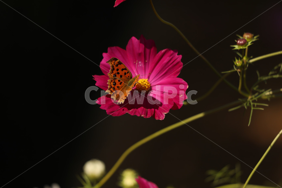 코스모스,빨강,나비,봉우리,사랑,식물,자연,plants,nature,꽃,flower