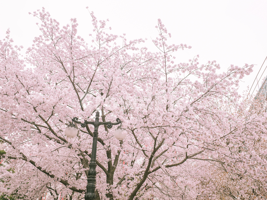 spring,cherry blossom tree,Cherry Blossom,Seokchon Lake,nature