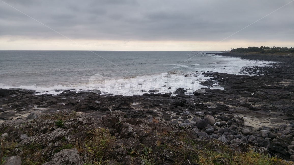 제주,제주도,해안,바다,바닷가,파도,풀,풀숲,grass,plant,잔디,식물,자연,풍경,nature,landscape