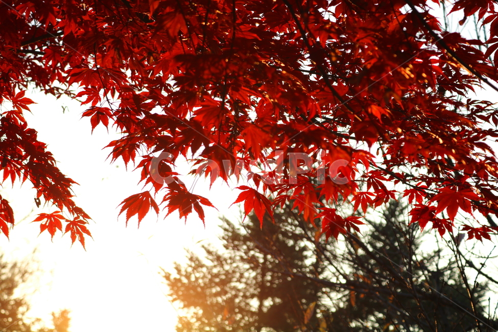 단풍,단풍나무,나무,식물,가을,자연,가을,계절,fall,autumn,season,식물,자연,plants,nature,leaf,잎,plant,tree,maple