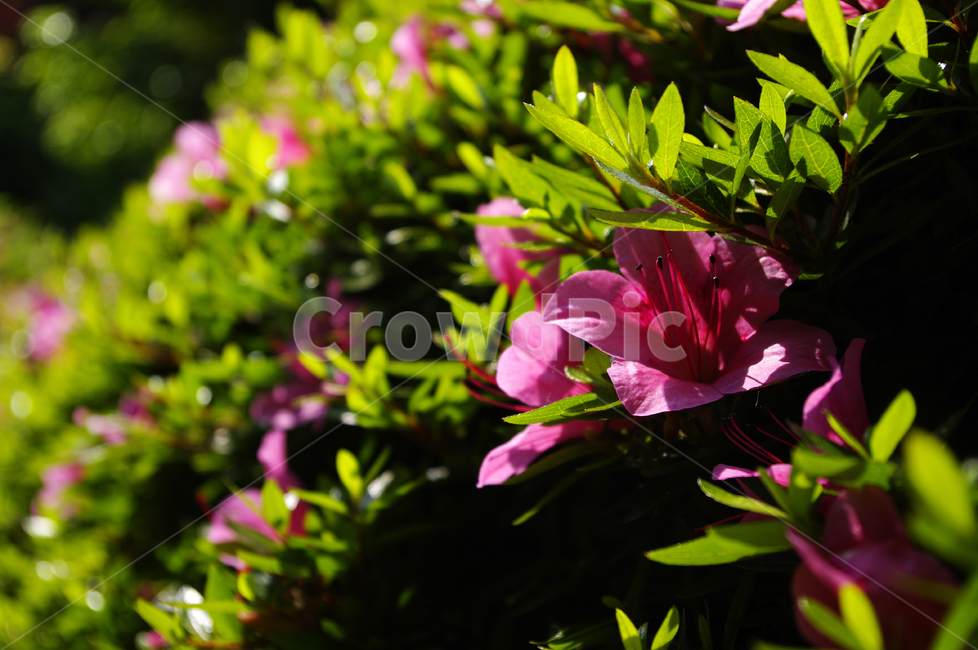 철쭉,꽃,flower,식물,plant,식물,자연,plants,nature,꽃,flower