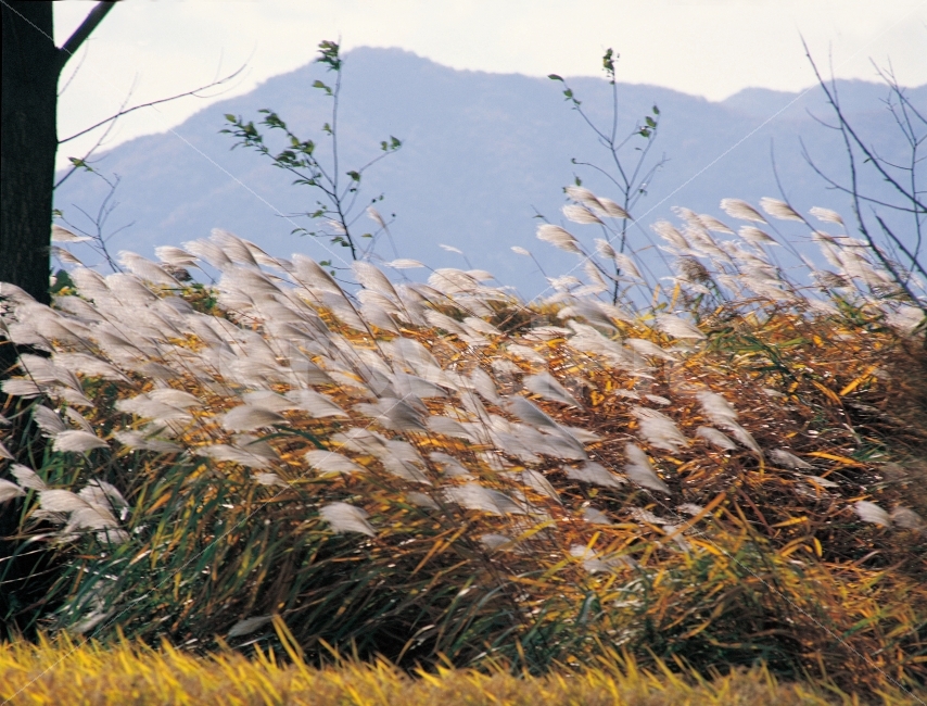 갈대,가을,배경,자연풍경,산,하늘,바람,쓸쓸함,들판,나뭇가지,가을,계절,fall,autumn,season,식물,자연,plants,nature,grass,잔디,plant,lawn,reed