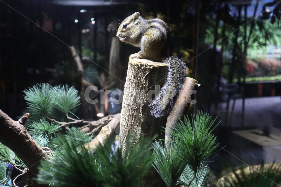 다람쥐,squirrel,동물,소동물,animal,귀여운,작은,동물원,측면