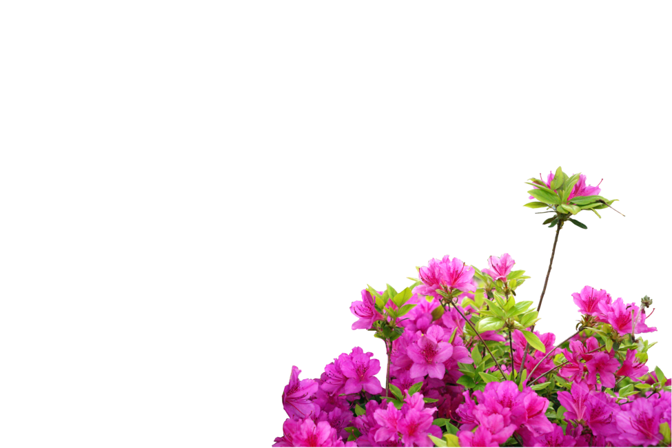자연,plant,식물,blossom,flower,꽃,철쭉,분홍색,진달래,분홍꽃,봄꽃
