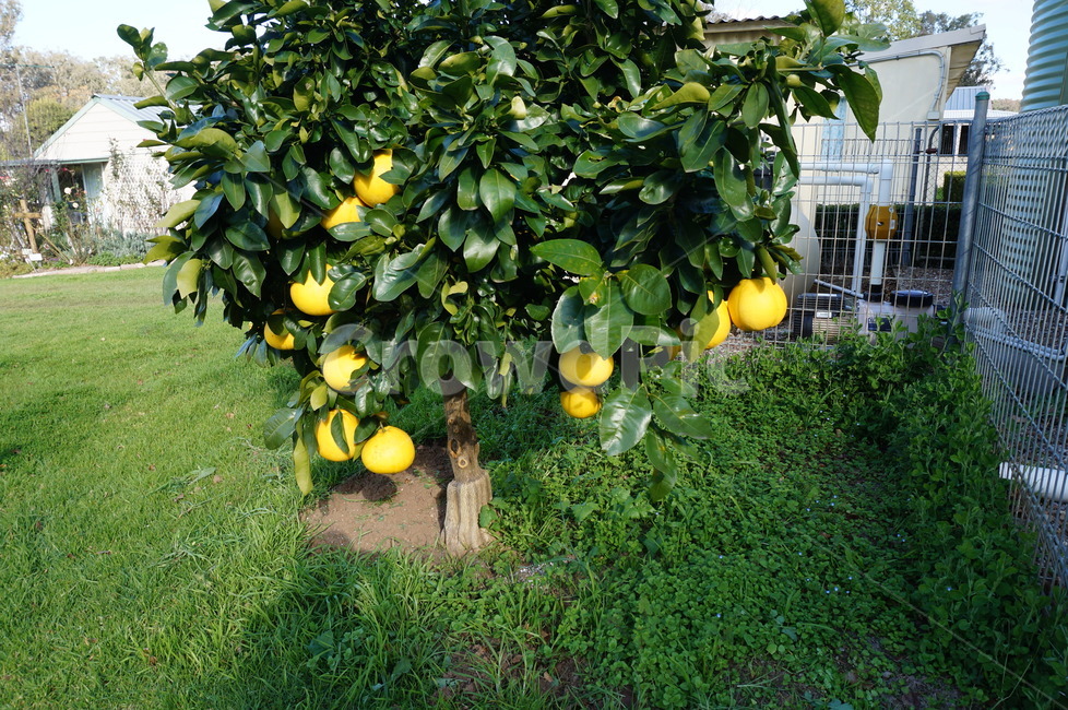 자몽,grapefruit,grapefruits,과일나무,나무,자몽나무,초록,식물,자연,plants,nature,과일,열매,fruit