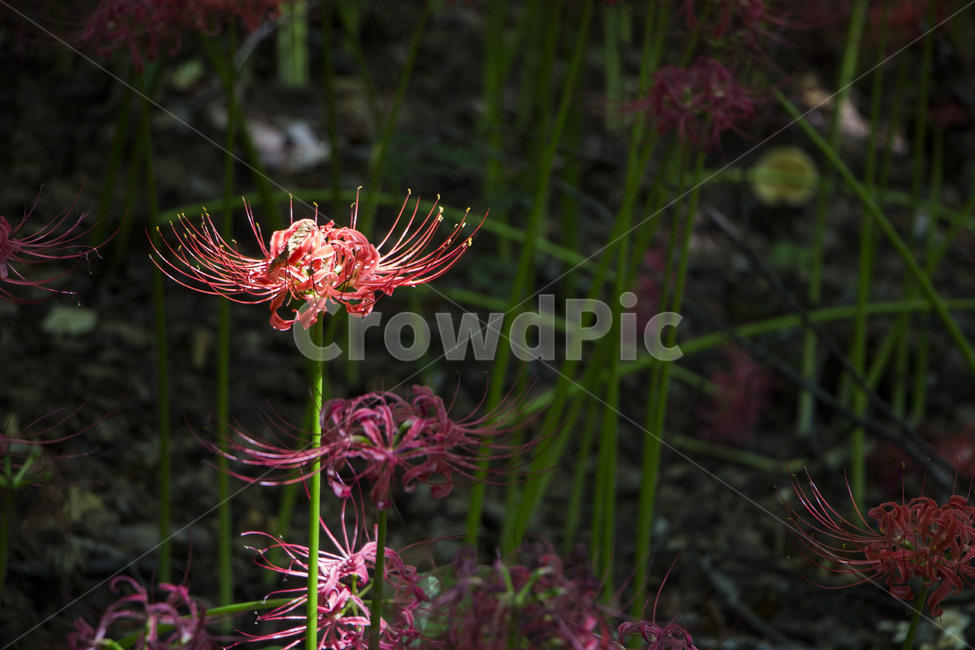 꽃무릇,상사화,꽃,식물,자연,여름,배경,식물,자연,plants,nature,꽃,flower