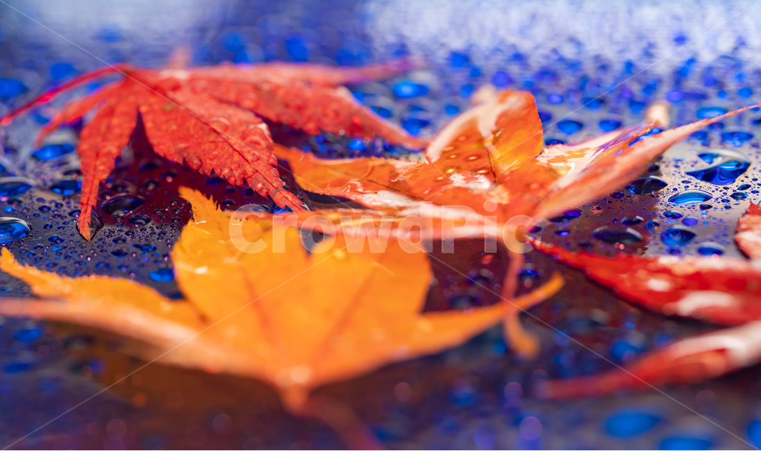 가을,낙엽,단풍,추억,회고,가을,계절,fall,autumn,season,leaf,잎,plant,식물,tree,나무,maple