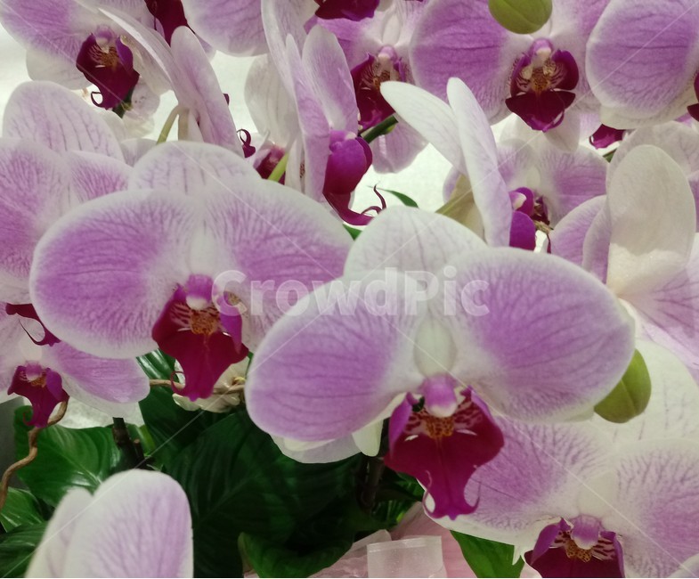 팔레놉시스,호접란,phaelenopsis,난초과,정원식물,꽃,식물