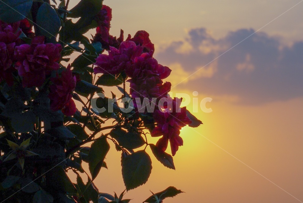 하늘,장미,해질녘,해질녘하늘,자연,꽃,rose,sky,nature